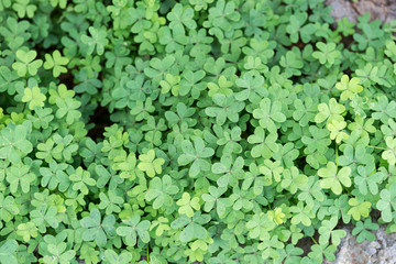 Obraz premium Green background with three-leaved shamrock. Green plant Background