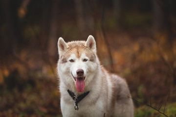 Close-up Portrait of beautiful wet dog breed siberian husky standing in the late autumn forest on rainy day