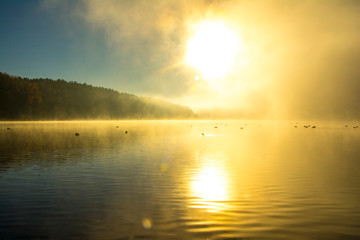nature, desktop background, Board background, fog, sun, swans, white, lake, green, water, autumn, trees