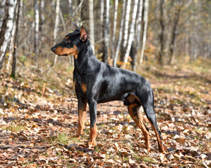 Black German Pinscher in a forest