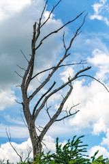 Single old and dead tree isolated