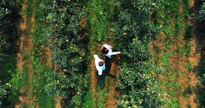 Couple farming in the green farm 4k
