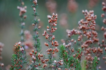 the pink flowers