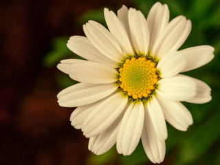 Obraz premium flower 02