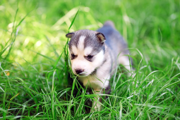 Fototapeta premium Siberian husky puppy on green grass.