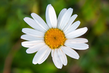 Fototapeta premium One chamomile flower, daisy against a background of green grass. Top view, close up