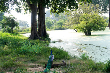 Peacock in front of a Lake. Udawalawe national park Sri Lanka