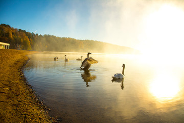 Obraz na płótnie Canvas nature, desktop background, Board background, fog, sun, swans, white, lake, green, water, autumn, trees