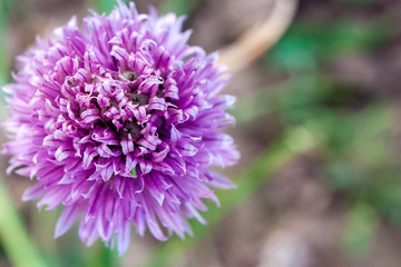 Onion purple flower in the garden. Top view, selective focus