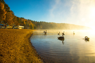 Obraz na płótnie Canvas nature, desktop background, Board background, fog, sun, swans, white, lake, green, water, autumn, trees