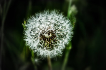 Löwenzahn Pusteblume