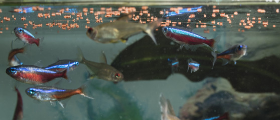 Tetra neon and lemon fodder at the surface.