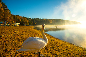 nature, desktop background, Board background, fog, sun, swans, white, lake, green, water, autumn, trees