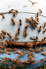 Bees
