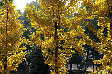  Autumn ginkgo trees1
