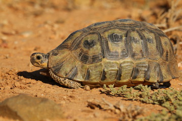 Close up of an Angulate tortoise, Chersina angulata, in the southern Karoo.