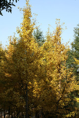  Autumn ginkgo trees1