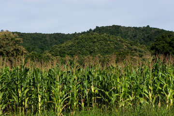  a field of tall corn plants growing in front of a large, forested hill.