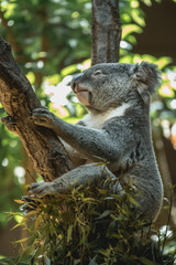 A resting squirrel