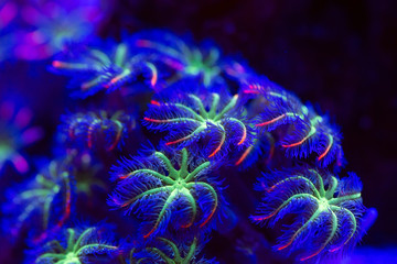 Corals in a marine aquarium.