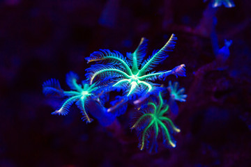 Corals in a marine aquarium.