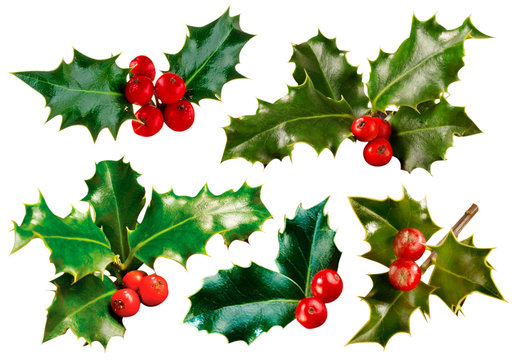 HOLLY AND BERRIES CUT OUT