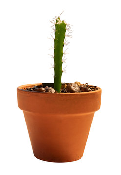 a small and decorative cactus in a pot