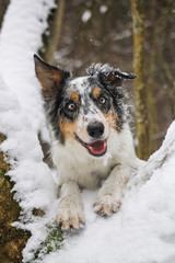 Border collie outside in the forest at winter. Dog in snow.