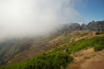 Green plants on the mountain peak of Pico do Arieiro on Portuguese island of Madeira