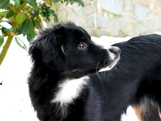 Chiot Berger Australien (Animal de compagnie Chien)