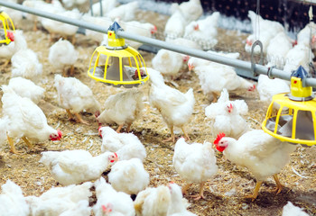 Indoors chicken farm, chicken feeding