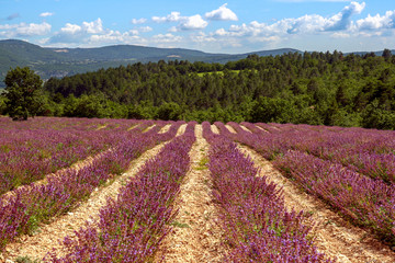 Fototapeta na wymiar Lavender provence france