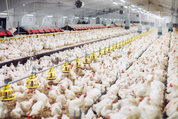 Indoors chicken farm, chicken feeding