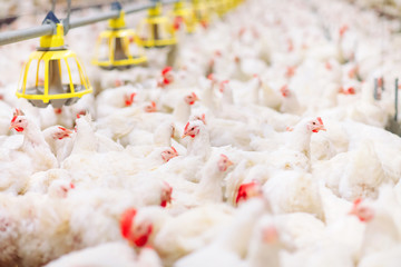 Indoors chicken farm, chicken feeding