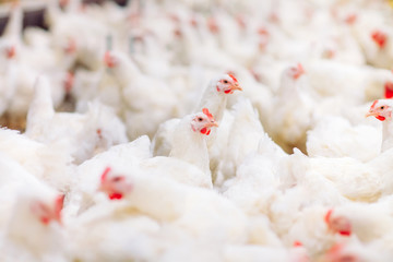 Indoors chicken farm, chicken feeding