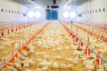 Indoors chicken farm, chicken feeding - obrazy, fototapety, plakaty