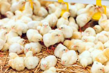 Indoors chicken farm, chicken feeding