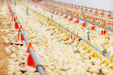 Indoors chicken farm, chicken feeding