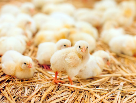 Indoors chicken farm, chicken feeding