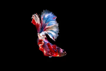 Schilderijen op glas The moving moment beautiful of siamese betta fish or splendens fighting fish in thailand on black background. Thailand called Pla-kad or biting fish. © Soonthorn