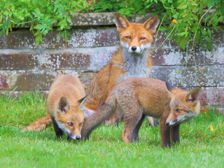 Fox Family