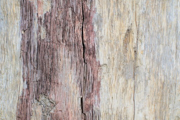 Natural original textural pattern on damaged old aspen wood in natural conditions. Outdoor.