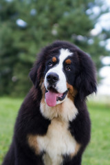 Bernese mountain dog puppy in kennel. Cute puppy posing outside.