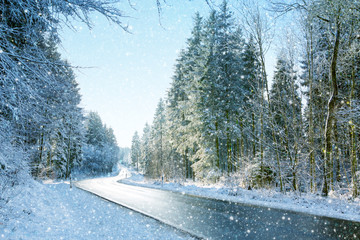 Winter Trees covered with snow and road.