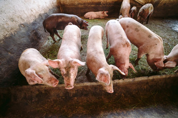 Pigs on a farm