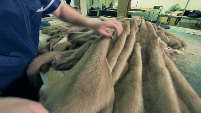 Furs of mustelids are being stroked by the hands of a factory worker