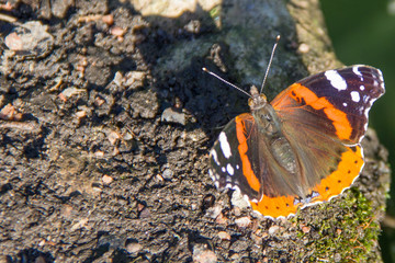 butterfly with orange wings on the stone