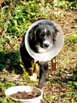 Chiot Malade Entonoire (Mini Aussie Berger Australien V&eacute;t&eacute;rinaire)