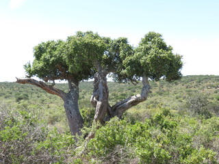 Portulacaria afra, Spekboom tree, in the southern Karoo.