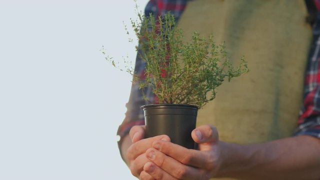 The farmer's hands hold a pot of thyme plant. Fresh spices from the bio-farm